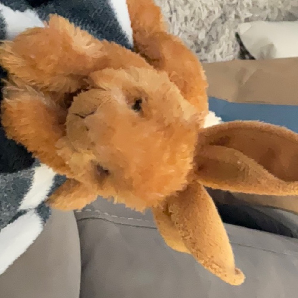 A rabbit